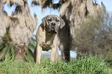 CANE CORSO 379